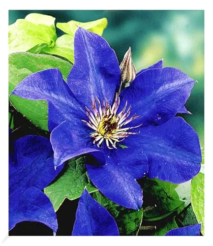 BALDUR Garten Blaue Clematis 'The President' - Winterharte Kletterpflanze - Winterharte Kletterpflanze im 9x9 cm-Topf, ideal für Sonnenschein und Halbschatten. Geringer Pflegeaufwand und beeindruckende Blüten im Sommer. Perfekt für vertikale Begrünung.