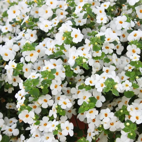 Schneeflockenblume - weiss - Sutera diffusa - Set mit 3 Pflanzen - Die pflegeleichte Schneeflockenblume begeistert mit zahlreichen kleinen weißen Blüten und bringt Farbe in Ihren Balkonkasten. Topfgröße: 11cm, Höhe: ca. 20cm. Ideal für eine blühende Sommerdekoration!