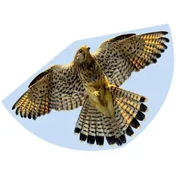 Günther Drache "FALKE" - (L)68 x (B)122 cm