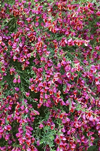 Cytisus scoparius 'Roter Favorit' 40-60 cm – Winterhart, Mehrjährig, Pflegeleicht – Besenginster – Zierstrauch für Garten & Beet