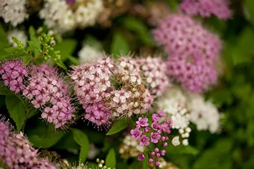 Spiraea japonica 'Shirobana' 20-30 cm - Japanische Spiere, weiße und rosa Blüten, Blütezeit Juni-August, ideal für Beete, pflegeleicht und winterhart