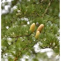 Libanon-Zeder 60-80cm - Cedrus libani - Sträucher: Immergrüne Libanon-Zeder, ideal als Solitärpflanze, wächst bis zu 20 Meter hoch und benötigt sonnige, warme Standorte.