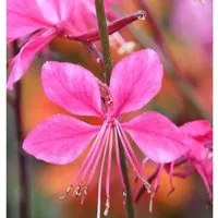 Prachtkerze Gambit Pink - Gaura,indheimeri