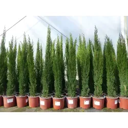 Mittelmeerzypresse 'Totem' (Cupressus Sempervirens) 100-120 cm - Elegante Säulenzypresse für Ihren Garten. Winterhart bis -20°C, ideal für Kübel oder im Freien. Hochwertige Qualität, die mediterranes Flair verbreitet.