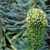 Palisaden Wolfsmilch Black Pearl - Euphorbia characias