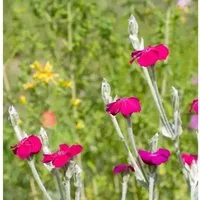 Kranz Lichnelke Atrosanguinea - Lychnis coronaria