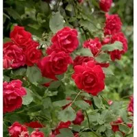 Kletterrose Pauls Scarlet Climber 30-60cm