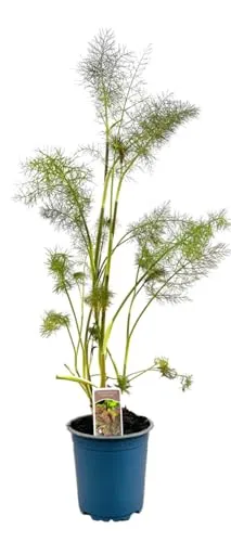 Foeniculum vulgare 'Rubrum' ca. 11x11 cm Topf - Roter Fenchel, bronzefarbene Blätter, ideal für Kräutergärten, bienenfreundlich, pflegeleicht