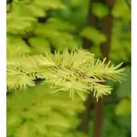Urweltmammutbaum Chinesisches Rotholz Gold Rush 40-60cm - Sequoiadendron giganteum
