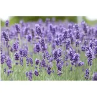 Lavandula Angustifolia Hidcote Blue Echter Lavendel 2 Liter Container