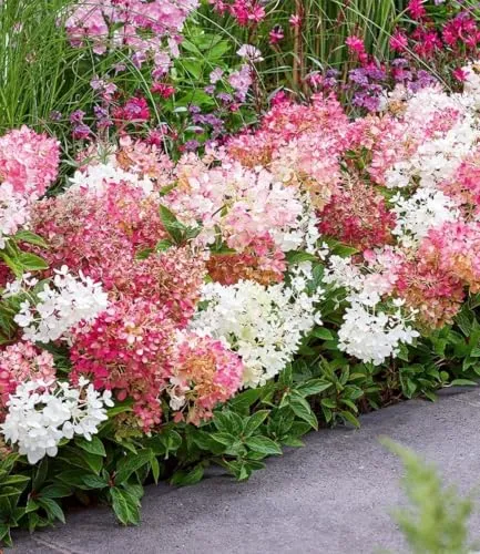 BALDUR Garten Niedrige Hortensie 'Groundbreaker®',1 Pflanze