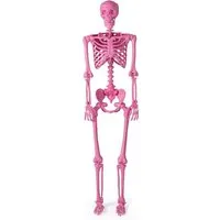 Costway Halloween Deko Skelett Rosa 160 cm - Lebensechtes pinkes Halloween-Skelett mit flexiblen Gelenken für kreative Posen. Ideal für unheimliche Deko im Innen- und Außenbereich. Robustes Material sorgt für lange Haltbarkeit.