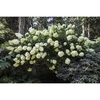 Hydrangea pan. Phantom - Imposante Rispenhortensie für Garten und Terrasse - Ziergehölz mit großen, dicht gefüllten Blütenrispen, die von Juli bis Herbst in cremeweiß und rosé erstrahlen. Ideal als Solitär oder Kübelpflanze, robust und pflegeleicht.