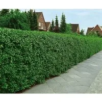 Ligustrum vulgare 'Atrovirens' - Robuste Heckenpflanze - Heckenpflanzen: Ligustrum vulgare 'Atrovirens' mit glänzenden Blättern und ganzjährigem Sichtschutz, ideal für pflegeleichte und formale Gärten. Höhe 125-150 cm.