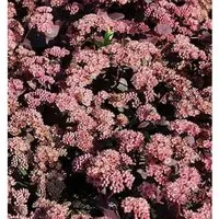 Prächtige Fetthenne Purple Emperor - Sedum spectabile