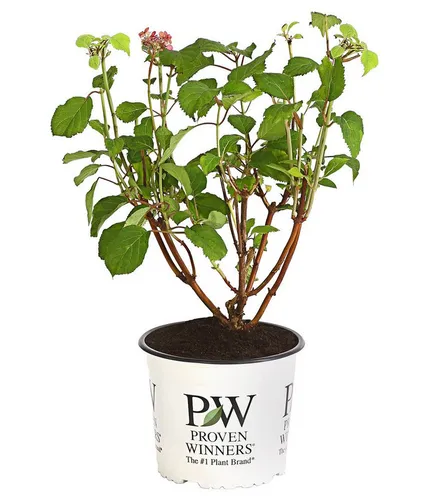 Schneeball-Hortensie 'Pink Annabelle®' - Prachtvolle Blüten - Basteln mit der rosafarbenen Schneeball-Hortensie 'Pink Annabelle®', die zwischen Juli und Oktober mit großen Blütenpompons begeistert. Ideal für kreative Gartenprojekte!
