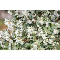Osmanthus burkwoodii, Duftblüte, immergrün, 40–60 cm - Blumen & Stauden – Winterharter, immergrüner Strauch mit duftenden weißen Blüten, ideal für Garten oder Kübelpflanzung.