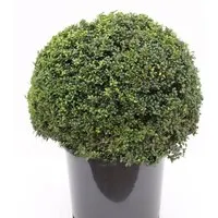 Kugelschnitt Löffel Ilex Stechpalme 30-40cm - ilex crenata