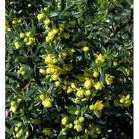 Immergrüne Kissenberberitze Jytte 20-25cm - Berberis candidula