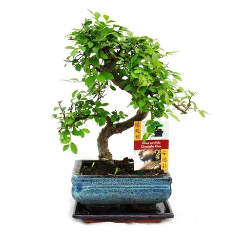 Exotenherz Bonsai Chinesische Ulme - Ulmus parviflora, ca. 6 Jahre - Zimmerpflanze Bonsai, handgearbeitet und einzigartig, ideal für kühle Fensterplätze und bringt Natur ins Zuhause.