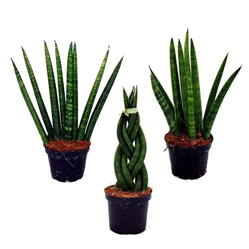 Sansevieria cylindrica - Pfiffiges 3er Set im 6,5cm Topf - Bogenhanf, Schwiegermutterzunge