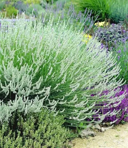 BALDUR Garten 3x Weißer Lavendel Duftlavendel, Pflanzen im 9x9 cm-Topf, echter Lavendel, Lavandula, winterharte Staude, trockenresistent, mehrjährig, bienenfreundlich, schmetterlingsfreundlich