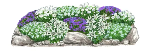 Dehner Bio Stauden-Set Alpengarten, 12-teilig, mehrjährige Gartenstauden - Entdecken Sie die alpine Blütenpracht in Ihrem Garten mit dem 12-teiligen Bio Stauden-Set Alpengarten. Perfekt für sonnige, karge Standorte und pflegeleicht – ideal für eine naturnahe Gestaltung.