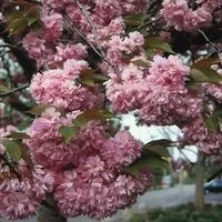 Japanische Nelkenkirsche Kanzan 60-80cm - Prunus serrulata - Beerensträucher: Wunderschöne Zierkirsche mit dichten rosa Blüten im April/Mai, erreicht bis zu 12m Höhe und ist winterhart.