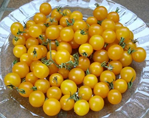 gelbe Johannisbeertomate Urtomate, Wildtomate - 20 Samen