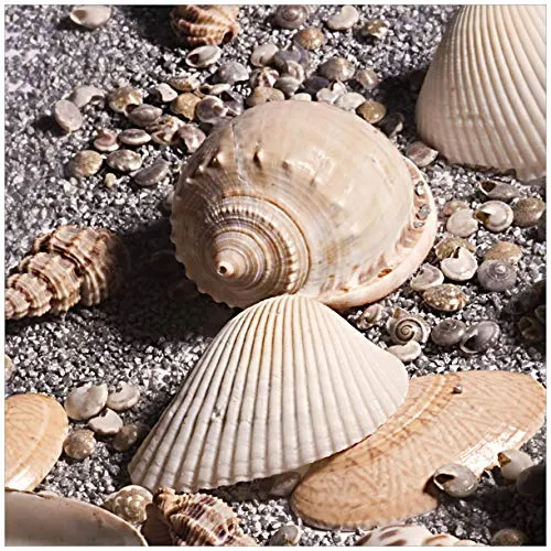 Wallario Möbelfolie selbstklebend/Aufkleber, Tischfolie geeignet für IKEA Lack Tisch - Möbeldeko Muscheln am Strand in 55 x 55 cm
