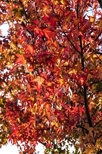 Liquidambar styraciflua 'Worplesdon' 125-150 cm - Amberbaum, leuchtend rote Herbstfärbung, ideal für Einzelstellung, pflegeleicht und winterhart