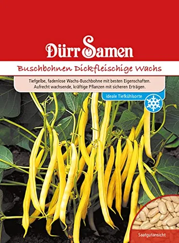 Buschbohnen Samen Dickfleischige Wachs Bohnensamen Gelbe Bohnen ca 150 Korn Saatgut Gemüse Garten Hochbeet Kübel Dürr Samen