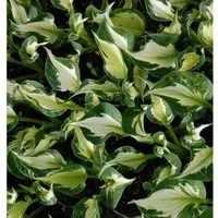 Funkie Whirlwind - großer Topf - Hosta fortunei