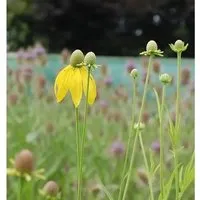 Präriesonnenhut - Ratibida columnifera