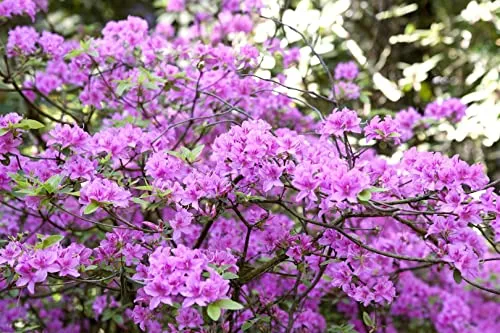 Rhododendron Praecox Frühblühend Lila 20–25 cm - Frühblühender Rhododendron mit lila Blüten, ideal für Beete und Kübel. Immergrün und pflegeleicht, bringt er Farbe in Ihren Garten vom Spätwinter bis ins Frühjahr.