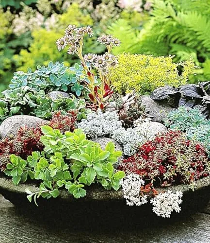 BALDUR Garten Winterharte Sedum-Mischung, 6 Pflanzen - Blumensamen & -pflanzen: Pflegeleichte und winterharte Stauden, ideal für trockene Standorte und blühend von Sommer bis Herbst.