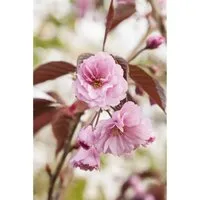 Prunus serrulata 'Royal Burgundy' - Japanische Zierkirsche mit rosa Blüten - Baumsamen & -pflanzen, pflegeleicht und dekorativ, zieht Bienen und Schmetterlinge an, ideal für sonnige Standorte und Gartenanfänger.