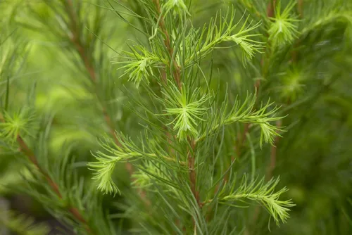 Pflanzen für Dich Europäische Lärche (Larix decidua) - Laubabwerfende Konifere - Schöne europäische Lärche für sonnige, windgeschützte Standorte. Wächst aufrecht und kegelförmig, ideal für Gärten. Topfgröße: 200-250 cm, bringt goldgelbe Farben im Herbst.
