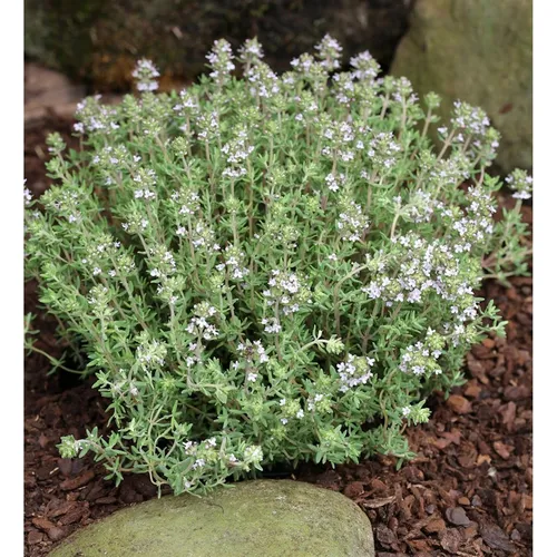 Gewürz Thymian - großer Topf - Thymus vulgaris - Stauden, winterhart und ideal für sonnige Standorte; perfekt als Bodendecker oder im Steingarten.