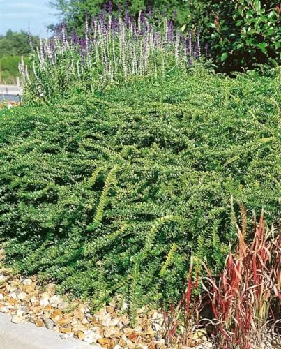 Lonicera nitida 'Elegant' 20–30 cm – Immergrün, Winterhart, Pflegeleicht – Heckenmyrte – Heckenpflanze für Garten & Sichtschutz