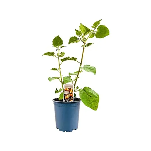 Physalis peruviana – 11x11 cm Topf – Mehrjährig, Pflegeleicht – Andenbeere – Obstpflanze für Kübel & Balkon