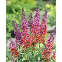 Buddleja Davidii Schmetterlingsstrauch 'Flower Power R' – 60-100 cm - Eindrucksvoller Zierstrauch mit duftenden Blüten in warmen Orange- und Violetttönen. Ideal für sonnige Gärten, Kübel oder als Hecke. Pflegeleicht und blühfreudig, für farbintensive Akzente.