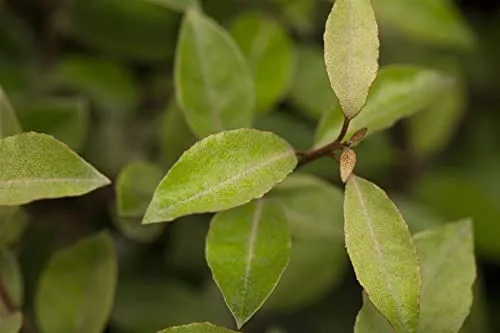 Elaeagnus ebbingei - Wintergrüne Ölweide 30-40 cm - Immergrüne Heckenpflanze mit silbrig-grünen Blättern, windresistent, pflegeleicht und frosthart bis -20 °C. Ideal für Sichtschutz und Gartenakzente.