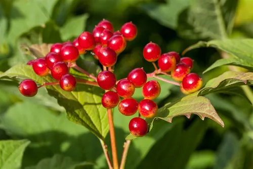 Viburnum opulus Gehölz - 1 St. Weiß - Pflanzenkästen & Spaliere: Wuchsform breit und buschig, ideal für halbschattige, feuchte Standorte. Blütezeit von Mai bis Juni für einen blühenden Garten.