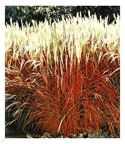 BALDUR Garten Ziergras 'Indian Summer' - Winterhartes Chinagras - Gräsersamen & -pflanzen, pflegeleichte, mehrjährige Staude mit attraktiven Blüten im Sommer für sonnige bis halbschattige Standorte.
