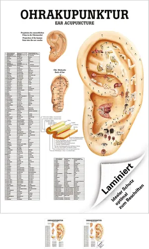 Ohrakupunktur Poster Anatomie 70x50 cm medizinische Lehrmittel