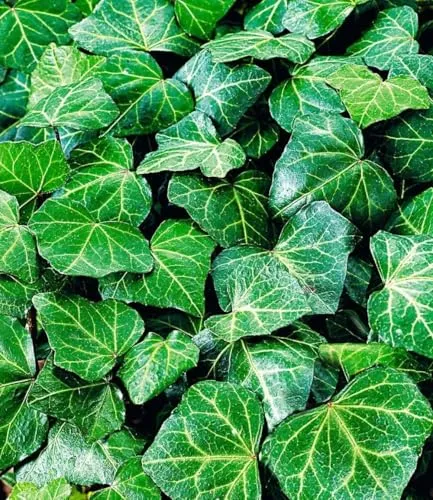 BALDUR Garten Winterharter Efeu 'Baltica' im 9x9 cm-Topf - Pflegeleichte Kletter- und Bodendeckerpflanze, ideal für Sonne bis Schatten. Geringer Wasserbedarf und mehrjährig winterhart – perfekt für jeden Garten!