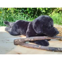 Uni Toys Labrador liegend schwarz - Kuscheltier - Hochwertiges, liegendes Labrador-Plüschtier von Uni Toys, ideal zum Knuddeln mit einer Länge von 44cm. Perfekt für Kinder und Hundeliebhaber!