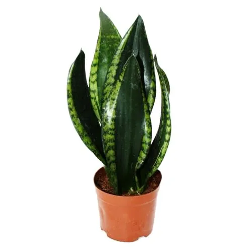 Sansevieria trifasciata "Silver Flame" - Eleganter Bogenhanf im 12cm Topf - Entdecken Sie die Sansevieria trifasciata "Silver Flame" mit ihrer einzigartigen Blattfärbung. Diese pflegeleichte Pflanze bringt minimalistischen Stil in Ihr Zuhause und überzeugt durch ihre Robustheit.