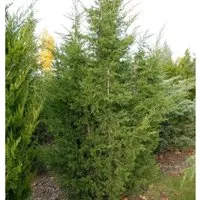 Blaureif Wacholder 50-60cm - Juniperus virginiana